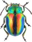Beetle | 곤충