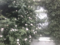 ｡ﾟ✮: idk *.• .*에 있는 ૮₍´｡• ᵕ •｡`₎ა님의 핀 | 자연 미학, 녹색 미학, 자연 사진