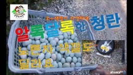 (숲속청계농장)귀농 304-알록달록한 청란..후라이되다 - YouTube