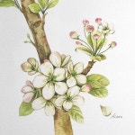 - 사과꽃 다시 보기🍎🍏 제가 사용하는 홀베인 수채물감(보태니컬) 팩케지에 그려진 이미지를 참고한 그림입니다~! - - Paper | 그림 그리기... 