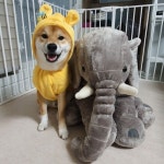 #2020년#1월1일#새해 #새해복많이받으세요  #올해도행복하자  #곰돌이푸#코끼리인형이랑 #누가더귀엽개#핑구 #shiba#shibainu... 