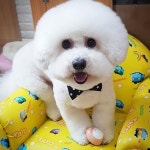 멍멍이#강아지 #오렌지애견샵#이촌동오렌지애견#가위컷 #반려견#애견미용#애견인#애견미용사 #강아지일상#맞팔#소통#데일리#ff#좋아요 #do… | Dogs