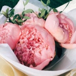 Blume에 있는 Flower1님의 핀