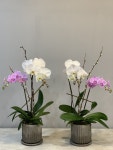 Orchid  arrangements에 있는 Juyeon Kim님의 핀 - 2020