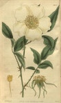 Sunju Choe님이 botanical prints에 올린 스케치 이미지 | 꽃, 색연필