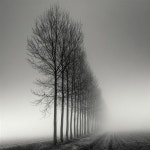 Trees in the fog | 흑백 풍경, 사진 나무, 겨울 나무