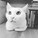 #고양이로산다 #고양이생활 #묘르신 #주로구석에...  : 여기 내 휴가지. 내가 옛날 사람(X) 아니 옛날 냥이(O)라서 씨디 좀 들어. 두 유 노우... 