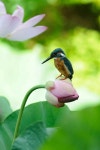 문인화 โดย 필인 | รูปสัตว์น่ารัก, สัตว์, ดอกไม้