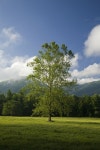 Cades Cove + Nature = Paradise | 자연