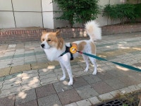 부산도그워커   금정구  동래구  연제구  산책 멍뭉이  댕댕이  부산 도그워킹  대화를하며  함께걸어요  하이브리드견  일짱이  도그워커... 