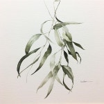 이번 유칼리는 정말 마음에 든다☺️ . . . #수채화 #수채화일러스트 #watercolour #watercolor #aquarelle #green... 