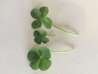 초록을 거머쥔 우리는에 있는 ssL님의 핀 - 2022 | 녹색 미학, 미적 월페이퍼, 자연 미학