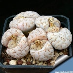 Lithops gracilidelineata v. waldroniae C189 | 다육 식물, 식물