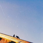 [ j-hope - blue side ]. #찌르레기 #starling #새 #bird #미학 #aesthetics #순간 #자연 #nature #하늘 #sky #사월 #april #봄 #spring