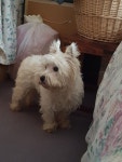 고양이 -                                            Cats and Westie image by 이보나 Yvonne ... | Westies, Animals, Winsome
