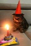 Pin by BBum on 고냥이 강아지 in 2022 | Funny cute cats, Pretty cats, Cute cats and dogs