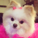 White Pomeranian  her bow is too cute! | 강아지