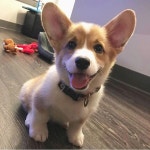 Pin by 은비 고 on 강아지 | Cute corgi, Corgi dog, Pembroke welsh corgi