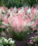 #2Pc #Candy #Cotton #Grass 2-Pc. Cotton Candy Grass        2-Pc. Cotton Candy Grass | 정원 가꾸기, 조경, 정원 식물