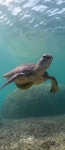 Pin by 해원 on 해양생물 in 2023 | Ocean life, Sea life, Life