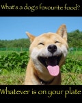 Dogs favourite food is.. | 행복한 개, 행복한 동물, 귀여운 강아지