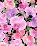 Orchid - Large Phalaenopsis Blooms - Black(이미지 포함) | 수채화, 강좌