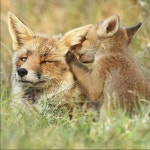 여우에 있는 fox님의 핀 | 여우