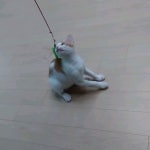 혼자서하는 #사냥놀이#고양이#cat  혼자서하는 #사냥놀이#고양이#cat | Cats