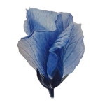 Pin by 구 임 on 꽃 | Botanical art, Art, Book art