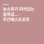 능소화가 피어있는 골목길... - 주간베스트포토 | 자연, 수채화