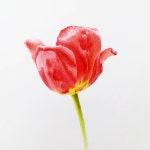 색연필 1 (colored pencil)에 있는 핀