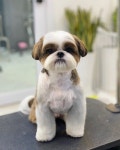 SHU AND TREE | 슈앤트리 on Instagram... 찰떡이야🤍 ⠀⠀⠀⠀⠀⠀⠀⠀⠀⠀⠀⠀⠀⠀⠀⠀ #희둥이 #시츄베이비컷 #슈앤트리”... 