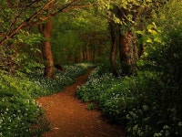 I would love to walk in this place full of peace, will you walk with me? | 풍경 사진, 자연, 숲
