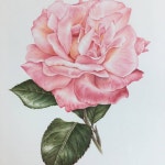 #보타니컬아트 #보태니컬아트 #빌리샤월모작 #장미 #botanicalart #colorpencil #flowers #rose | 꽃그림, 팝아트, 장미