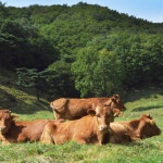 설성목장 명품 육포 세트 (Delivery Available Only in Korea) in 2022 | Korean beef, Korea, Korean