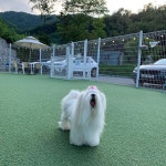 #뽀뿌 랑 #오늘은 #투테일스 #나들이 와 날씨 #최고입니다 #동행 해... #뽀뿌 랑 #오늘은 #투테일스 #나들이 와… | Horses, Animals, Dogs
