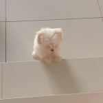 Pet | 네발친구들에 있는 핀