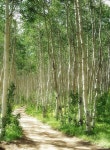 MeWe: The best chat & group app with privacy you trust. | Árvore de foto, Lindas paisagens, Natureza bela | 자연 사진, 풍경 사진... 