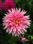 A pink Dalia flower in early morning. Here are more of My flowers:  http://www.zazzle.com/dean+johnson+flowers+gifts?st=date... 