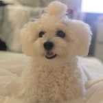 언니가 나머리 묶어줬는데 어때? 만두st이래 (With images) | Bichon frise, Bichon, Dogs