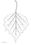 birch leaf | 그리기