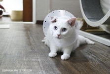 병원에 다녀 온 고양이가 가장 먼저 하는 일 | Animals, Cats