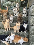 Pin page Pin di myo su 고양이들 nel 2022 | Gattini, Gattini divertenti, Cani e cuccioli