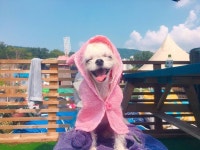 함미캉 엄마캉 친구캉 #개터파크 오야르 요미씐나 #송추도그베이 #도그베이송추점  함미캉 엄마캉 친구캉 #개터파크 오야르 요미씐나... 