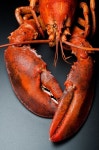 LOBSTER에 있는 Lydia Van Alsenoy님의 핀 | 바닷가재, 가재, 게