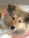 Our handsome puppy boy Jinky. So adorable! | 동물