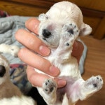 #insta #instasize #self #selfie   : 힝 눈부셔 불꺼줘 .. . . #루이 #푸들 #귀염뽀짝 루이야  언니가 금방 대리러… | Dogs, Animals, Ootd