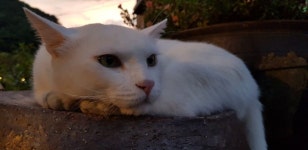 고양이에 있는 진남매운탕 김영희님의 핀 | 고양이