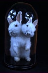 - The item taxidermy of two headed rabbit mounted in glass dome made with two r… | 동물, 아이디어, 감성사진