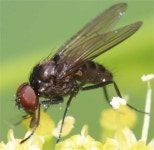 INSECTES15-41 | 자연